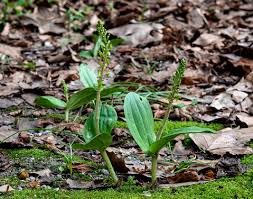 Attēlu rezultāti vaicājumam “Listera ovata”