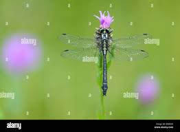 Attēlu rezultāti vaicājumam “Gomphus vulgatissimus”