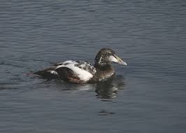 Attēlu rezultāti vaicājumam “Somateria mollissima juvenile”