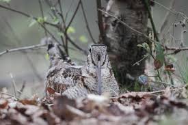 Attēlu rezultāti vaicājumam “Scolopax rusticola nest”