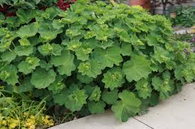 Attēlu rezultāti vaicājumam “Alchemilla vulgaris aggr. flower”