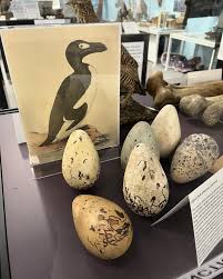 Image result for Pinguinus impennis