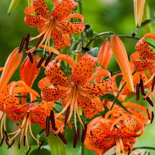 Attēlu rezultāti vaicājumam “Lilium lancifolium”