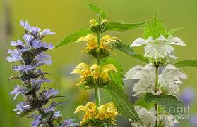 Attēlu rezultāti vaicājumam “Lamiastrum galeobdolon flower”