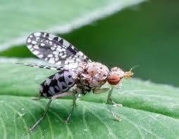 Attēlu rezultāti vaicājumam “Trypetoptera punctulata”