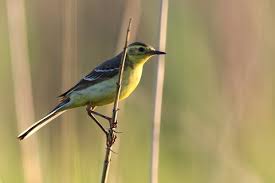 Attēlu rezultāti vaicājumam “Motacilla citreola”