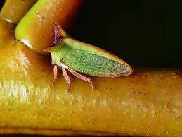 Attēlu rezultāti vaicājumam “Auchenorrhyncha”