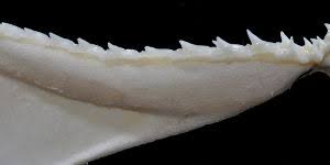 Image result for Rhizoprionodon terraenovae
