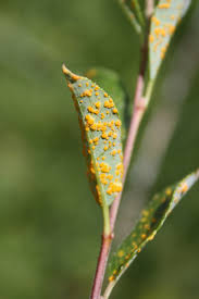 Attēlu rezultāti vaicājumam “Melampsora epitea”