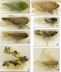 Attēlu rezultāti vaicājumam “Auchenorrhyncha”