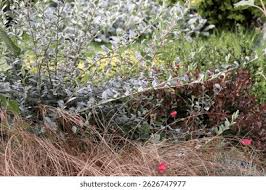 Attēlu rezultāti vaicājumam “Salix repens subsp. rosmarinifolia fruit”