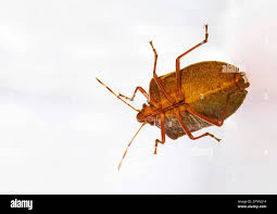 Attēlu rezultāti vaicājumam “Heteroptera”