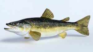 Image result for Sander vitreus