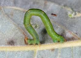 Attēlu rezultāti vaicājumam “Jodis putata”