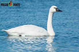 Attēlu rezultāti vaicājumam “Cygnus columbianus adult”