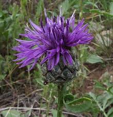 Attēlu rezultāti vaicājumam “Centaurea scabiosa”