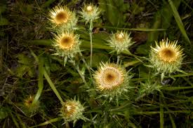 Attēlu rezultāti vaicājumam “Carlina biebersteinii leaf”