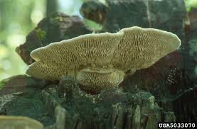 Attēlu rezultāti vaicājumam “Daedalea quercina”