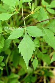 Attēlu rezultāti vaicājumam “Bidens frondosa leaf”