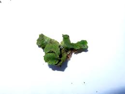 Attēlu rezultāti vaicājumam “Homalia trichomanoides sporophyte”