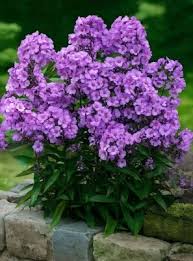 Image result for Phlox (großblumig)