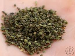 Attēlu rezultāti vaicājumam “Urtica dioica fruit”