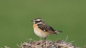 Attēlu rezultāti vaicājumam “Saxicola rubetra adult”