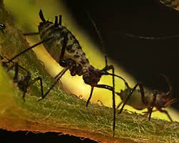 Attēlu rezultāti vaicājumam “Macrosiphoniella millefolii”