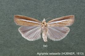 Attēlu rezultāti vaicājumam “Agriphila selasella”