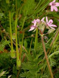 Attēlu rezultāti vaicājumam “Erodium cicutarium”