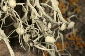 Attēlu rezultāti vaicājumam “Lichenoconium xanthoriae”