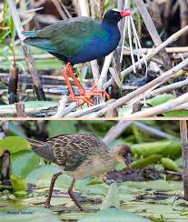 Image result for Porphyrio alleni