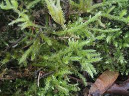 Attēlu rezultāti vaicājumam “Brachythecium salebrosum sporophyte”