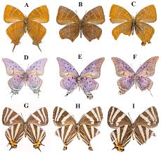 Attēlu rezultāti vaicājumam “Theclinae”