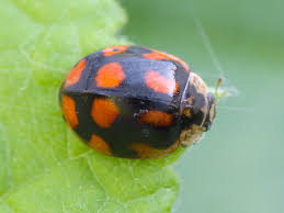 Attēlu rezultāti vaicājumam “Adalia decempunctata”