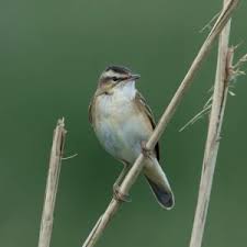 Attēlu rezultāti vaicājumam “Acrocephalus schoenobaenus adult”