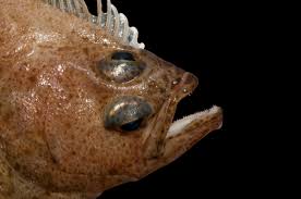 Image result for Hippoglossoides platessoides