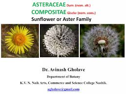 Attēlu rezultāti vaicājumam “Asteraceae”