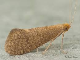 Attēlu rezultāti vaicājumam “Nematopogon sp.”