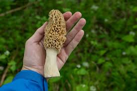 Attēlu rezultāti vaicājumam “Morchella sp.”