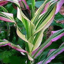 Attēlu rezultāti vaicājumam “Zea mays leaf”