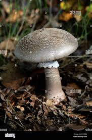 Attēlu rezultāti vaicājumam “Amanita excelsa”