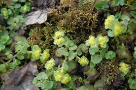 Attēlu rezultāti vaicājumam “Chrysosplenium alternifolium flower”