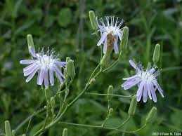 Attēlu rezultāti vaicājumam “Lactuca tatarica bud”