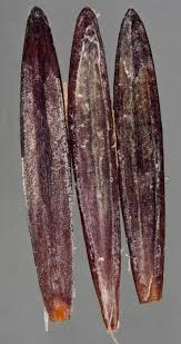 Attēlu rezultāti vaicājumam “Anisantha tectorum fruit”