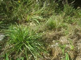 Attēlu rezultāti vaicājumam “Danthonia decumbens”