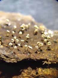 Attēlu rezultāti vaicājumam “Lamproderma pseudomaculatum stalked”