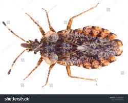 Attēlu rezultāti vaicājumam “Aradus betulae”