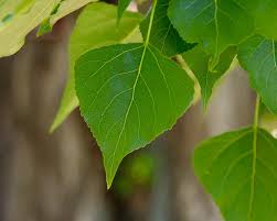 Attēlu rezultāti vaicājumam “Populus nigra leaf”