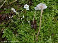 Attēlu rezultāti vaicājumam “Collybia cirrhata”